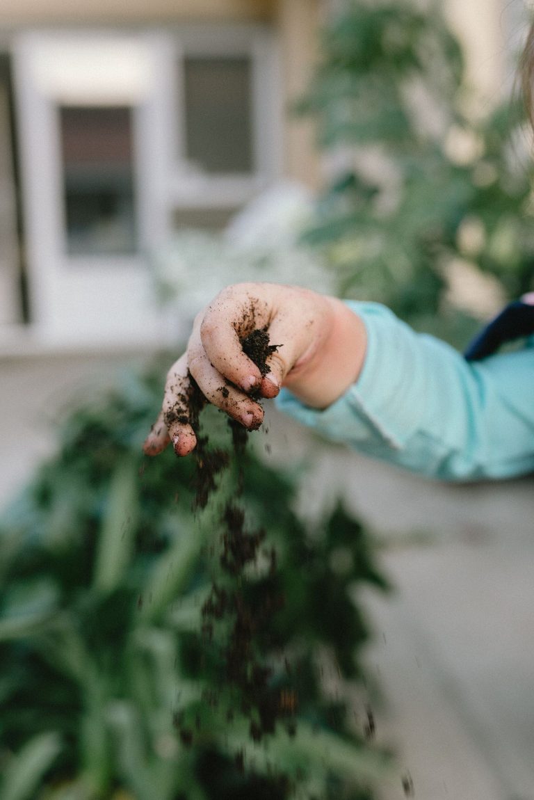hands holding dark soil in a crop field
